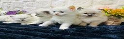 Ragdoll cats for sale:  Exceptional GCCF Registered Ragdoll Kittens   - Advert 3