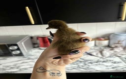Ducks poultry for sale: Ducklings for sale - Image 3