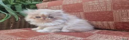 Persian cats for sale: ❤️Exceptional Persian boy-mum imported from 🇨🇳  - Advert 3