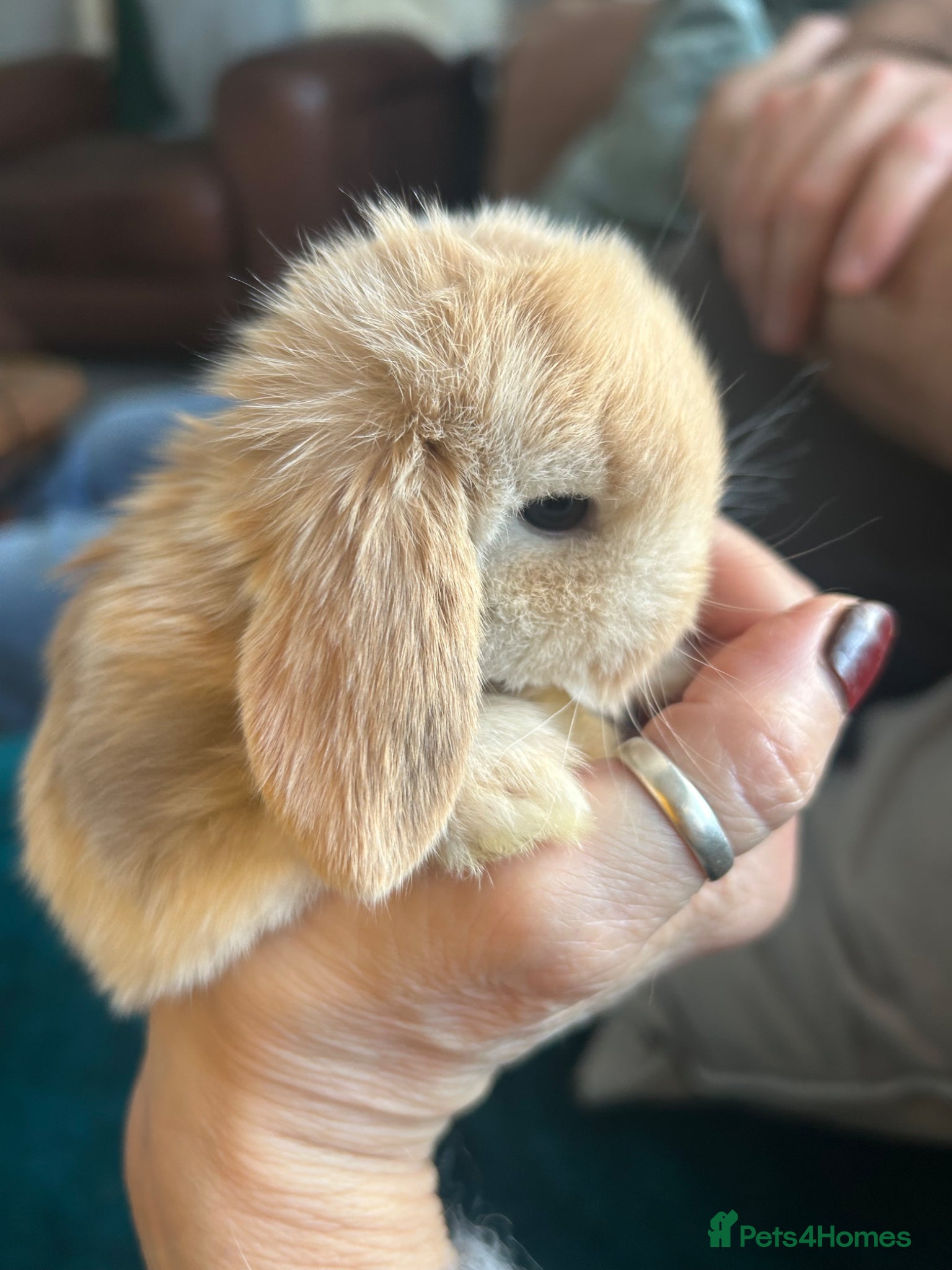 Mini Lop rabbits Stunning pure mini lop & Mini Rex X ML   - Advert 15
