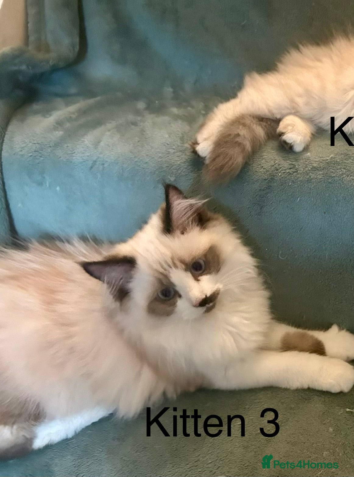 Ragdoll cats for sale: RAGDOLL Cross Kitten  - Advert 11