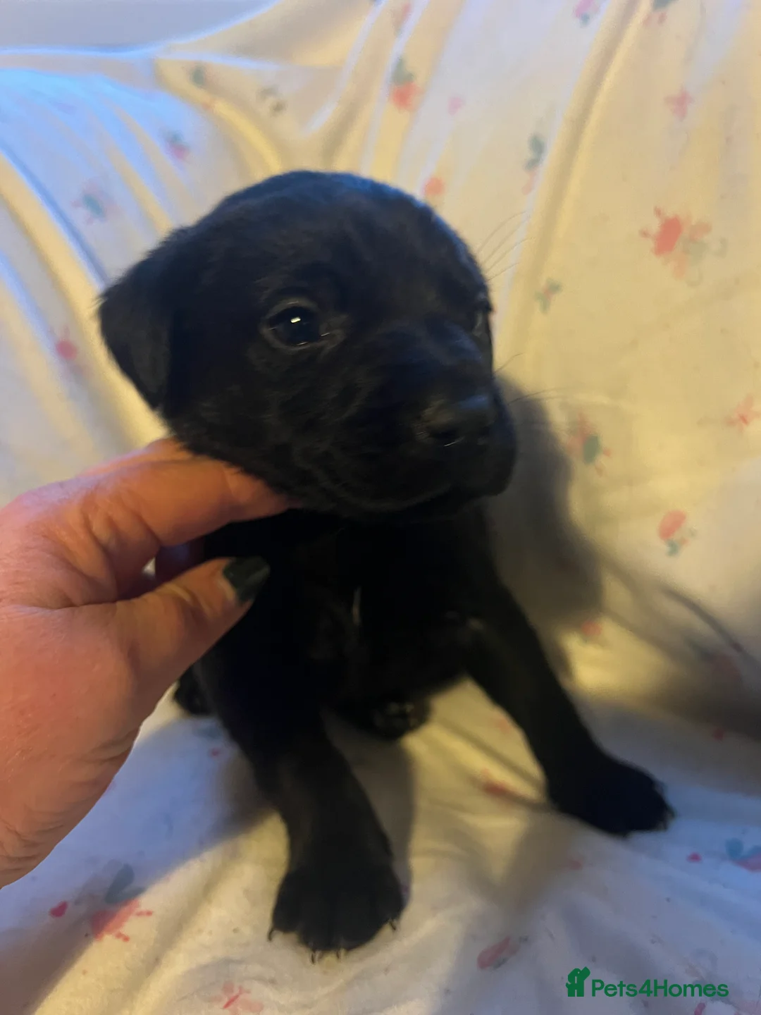 Labrador Retriever dogs for sale: KC Registered Labrador Puppies - Advert 11