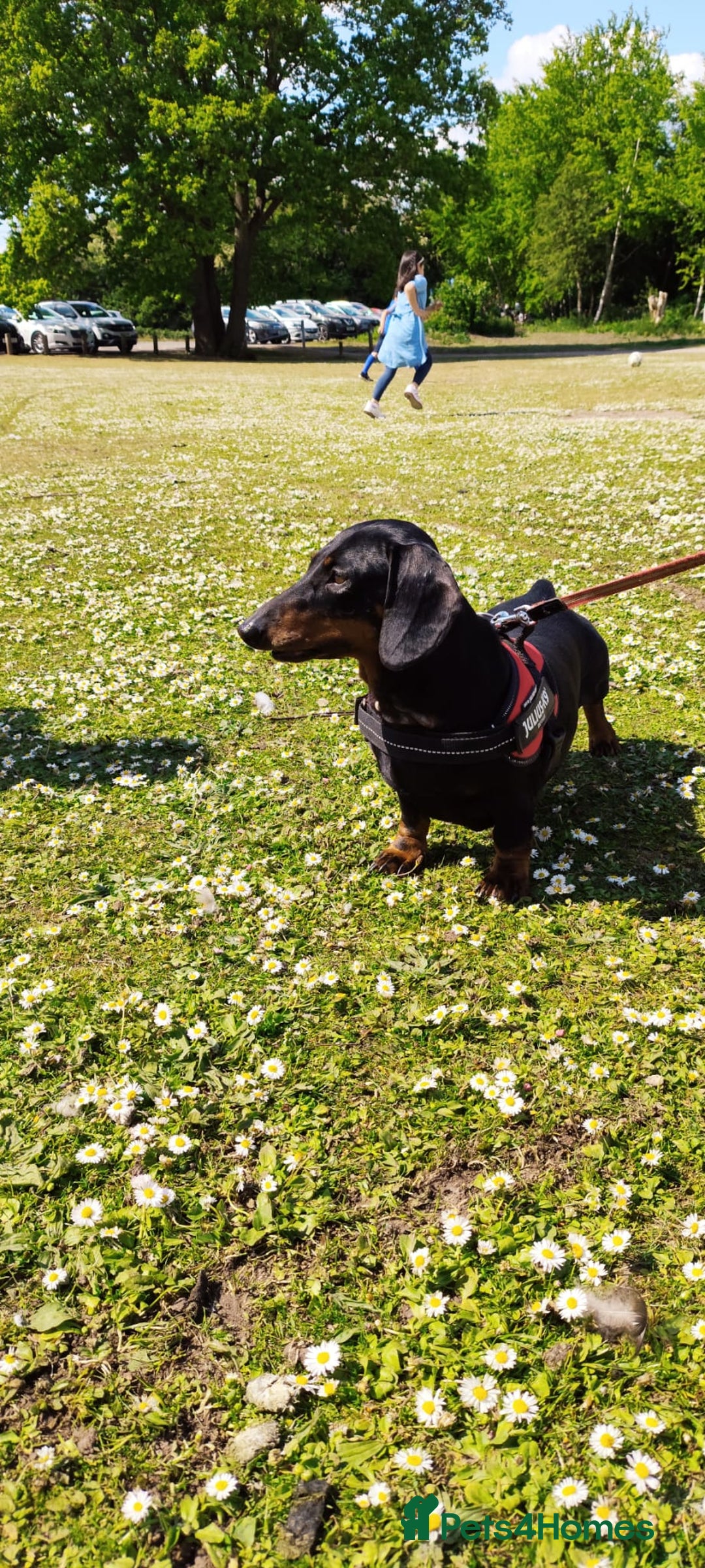 Dachshund dogs for sale: Quality Dachshund Standard Smooth Hair  - Advert 25