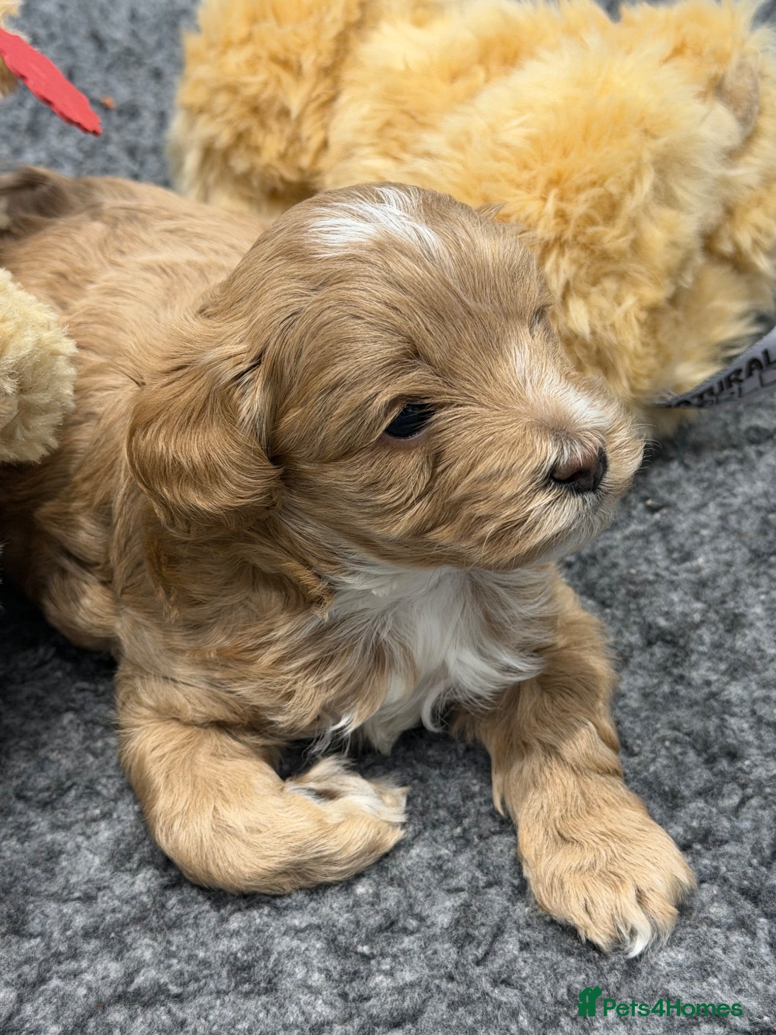 Maltipoo dogs for sale: 2 Beautiful F1 Maltipoo Puppies  - Advert 3