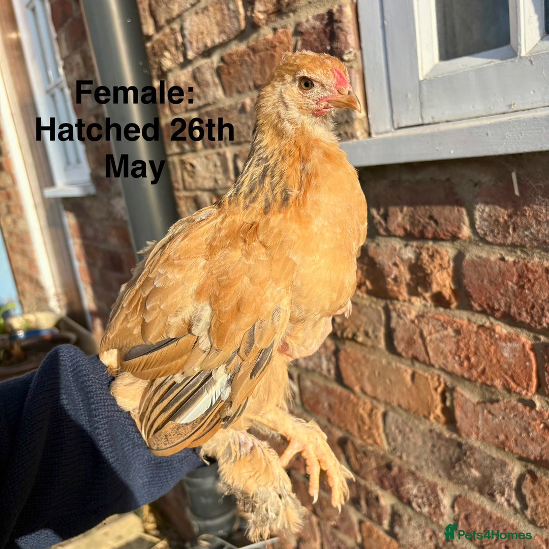 Chickens poultry for sale: Brahma Large Fowl Growers (Male & Female) - Image 3