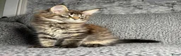 Maine Coon cats for sale: GCCF Maine Coon Kittens.  - Advert 9