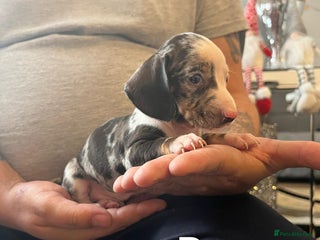 Miniature Dachshund dogs Miniature Dachshund - Advert 3