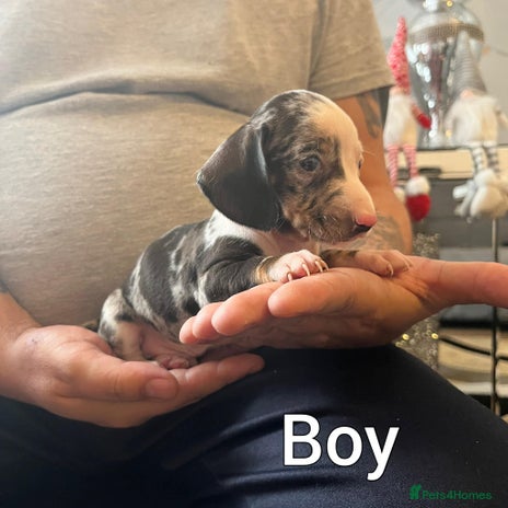 Miniature Dachshund dogs Miniature Dachshund - Advert 6