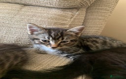 Mixed Breed cats for sale: 4 kittens for sale 2 girls 2 boys - Image 5
