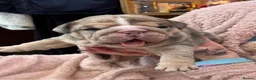 English Bulldog dogs for stud: Proven English Bulldog Stud - Blue Tri Merle in Romford - Advert 18