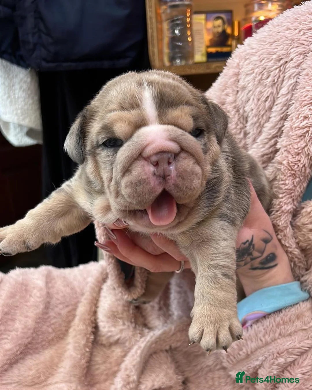 English Bulldog dogs for stud: Proven English Bulldog Stud - Blue Tri Merle in Romford - Advert 18