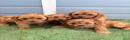 Cavapoo dogs for sale: Cavapoo - Advert 13
