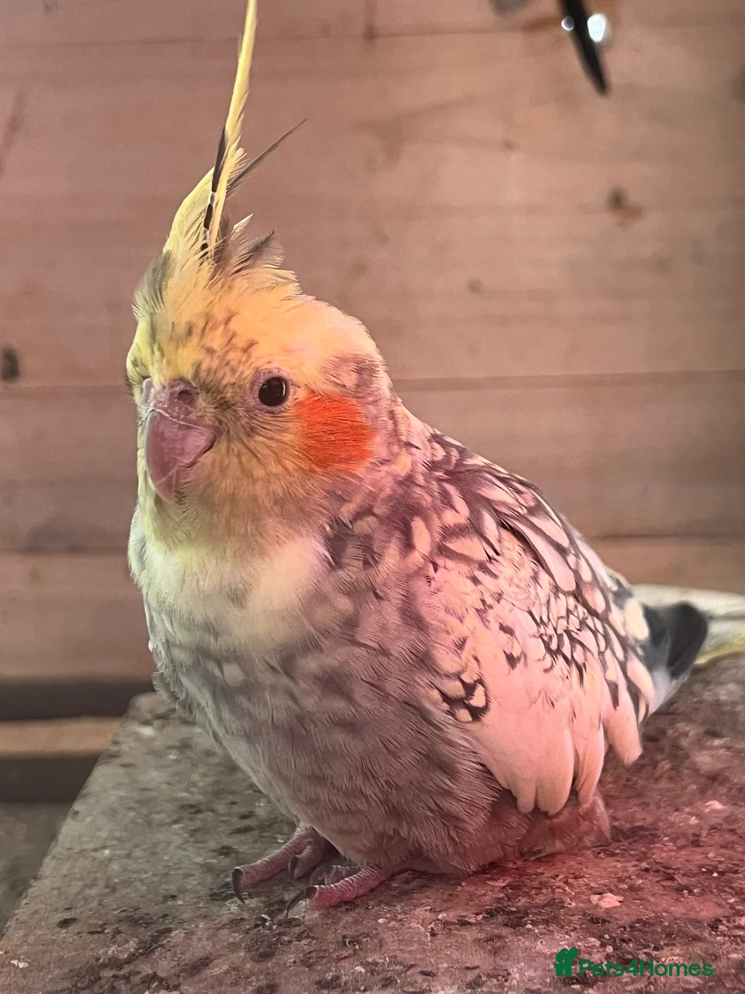 Cockatiels birds for sale: Female healthy cockatiel - Advert 3