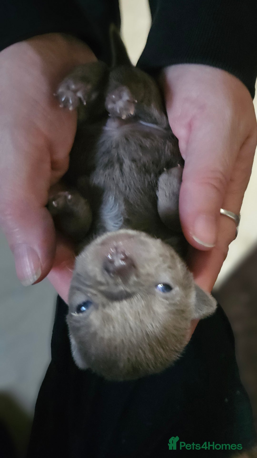 Chihuahua dogs for sale: KC REG Lilac chihuahua puppies - Image 5