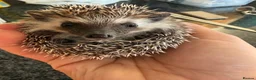 Pygmy Hedgehog rodents for sale: *last few left* African Pygmy hedgehog  - Advert 4
