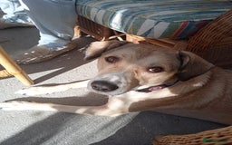 Mixed Breed dogs for sale: Mixed breed Romanian rescue - Image 2