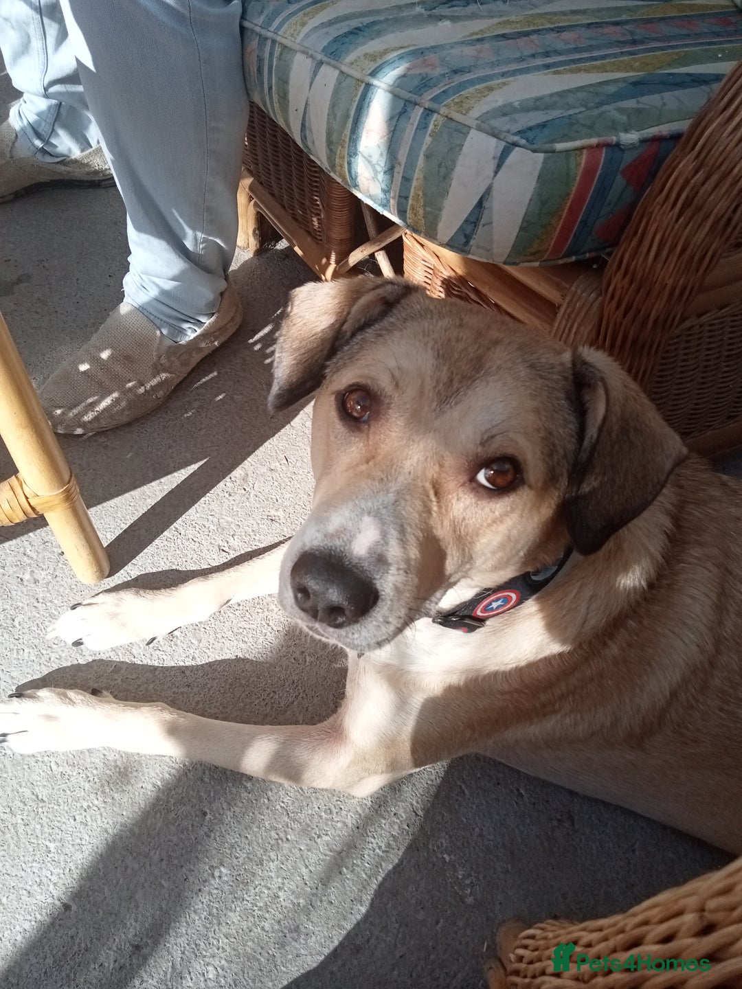 Mixed Breed dogs for sale: Mixed breed Romanian rescue - Image 2