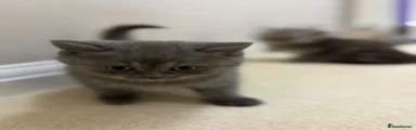 Persian 4