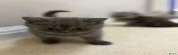 Persian cats for sale: British Persians  - Advert 14