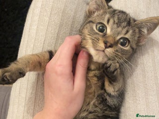 Mixed Breed cats 2 beautiful babies looking for forever homes - Advert 7