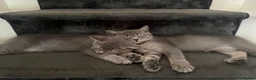 British Shorthair cats for sale: 🐾 British Shorthair × British Longhair Kittens 🐾 - Advert 3