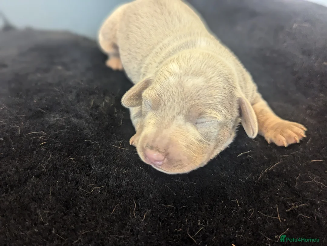 Miniature Dachshund dogs for sale: Extensively health tested mini dachshund puppies. - Advert 9