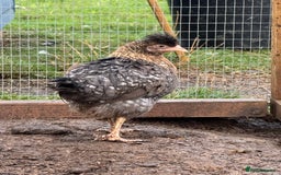 Chickens poultry for sale: Pekin, Cream Legbar & Goldlines in Wakefield - Image 1