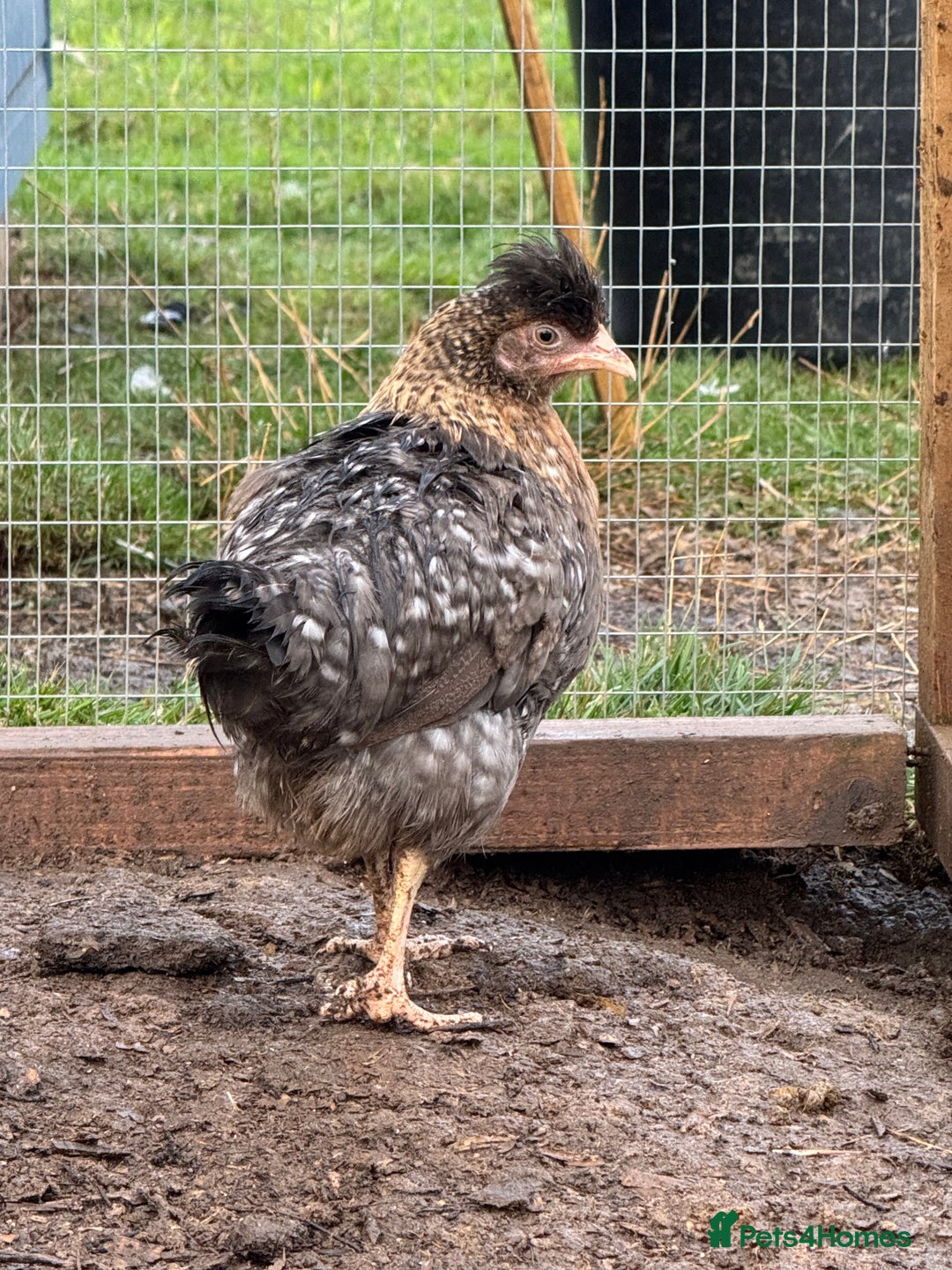 Chickens poultry for sale: Pekin, Cream Legbar & Goldlines in Wakefield - Image 1
