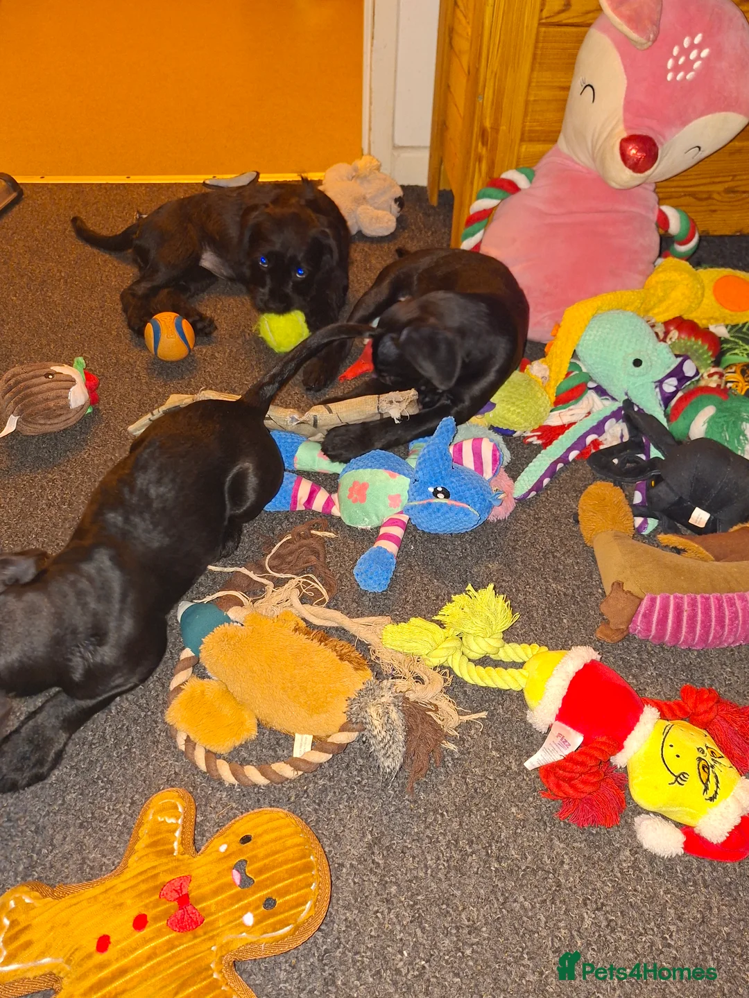 Mixed Breed dogs for sale: Miniature Poodle cross french bulldog puppies  - Advert 4