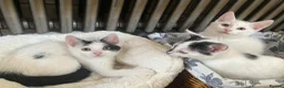 Turkish Van cats for sale: Gorgeous Turkish Van Kittens in Potters Bar - Advert 28