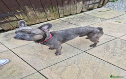 French Bulldog dogs for sale: French bulldog Apollo - Image 2
