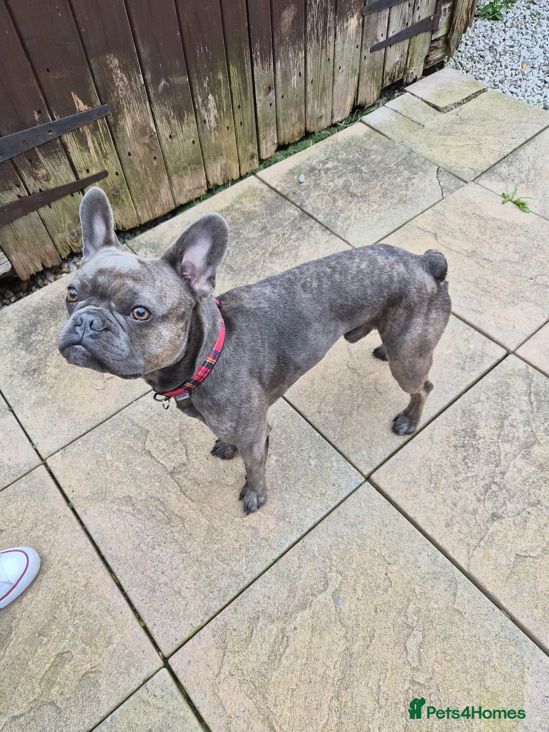 French Bulldog dogs for sale: French bulldog Apollo - Image 2