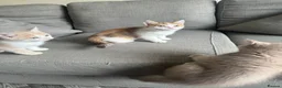 Mixed Breed cats for sale: Last female Exception F1 kittens ready now  - Advert 8