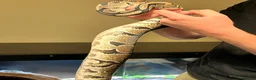 Python Snake reptiles for sale: Royal python  - Advert 4