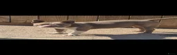 American Bully dogs for sale: Forever homes needed 🩷 Socks, Dolly and Herby🩷 - Advert 3