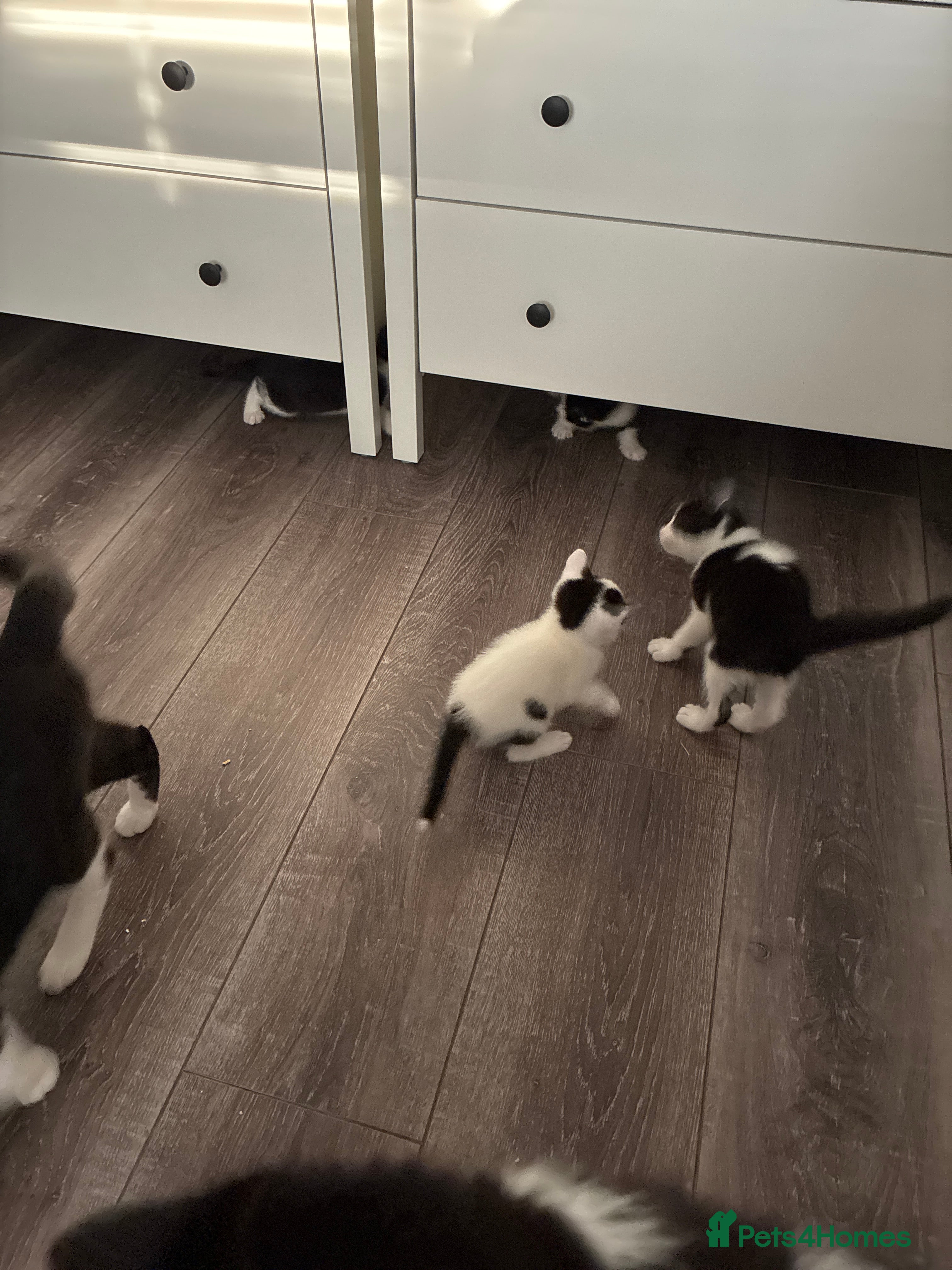 Mixed Breed cats Mixed breed kittens  - Advert 1