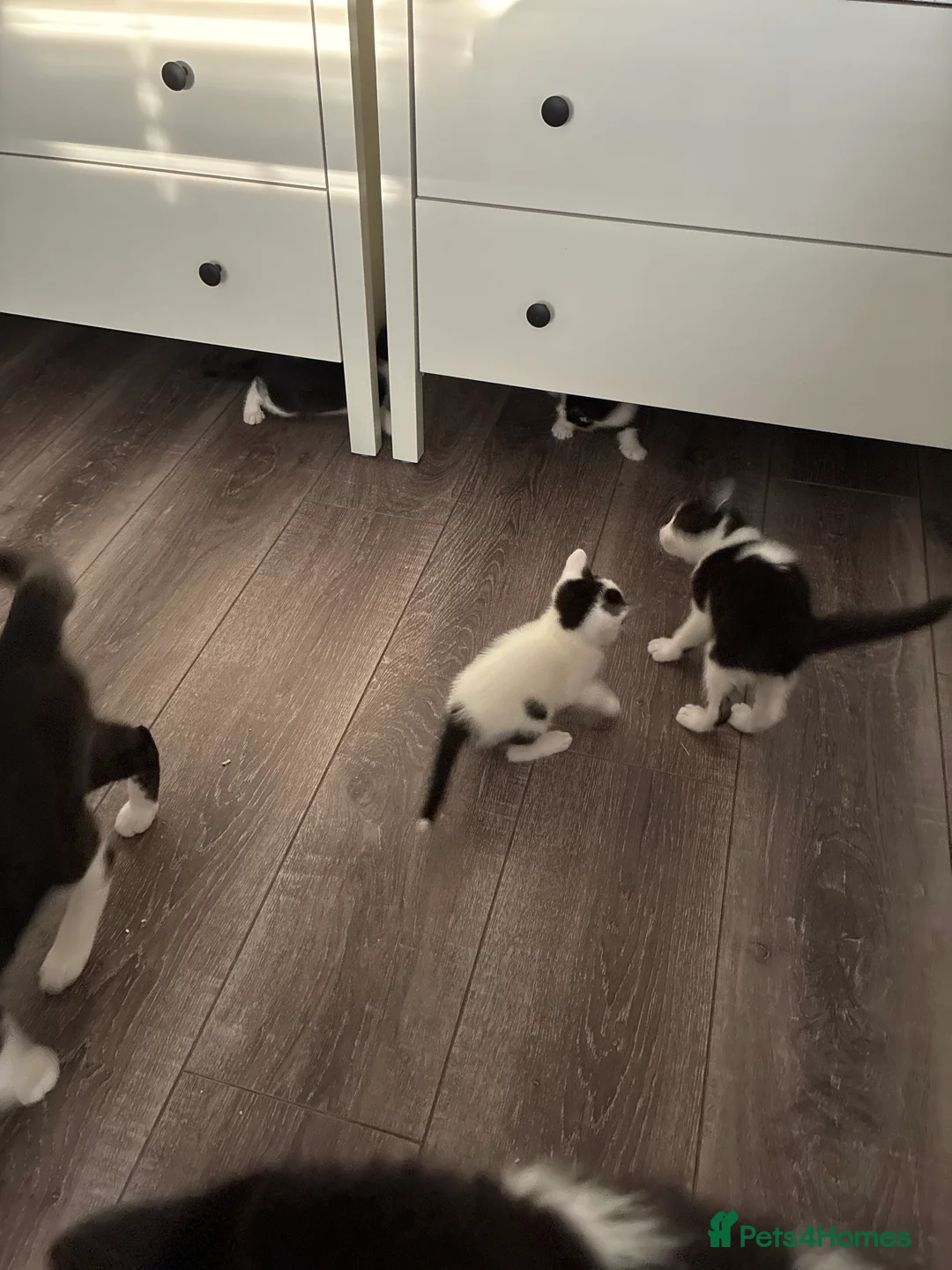 Mixed Breed cats for sale: Mixed breed kittens  - Advert 1
