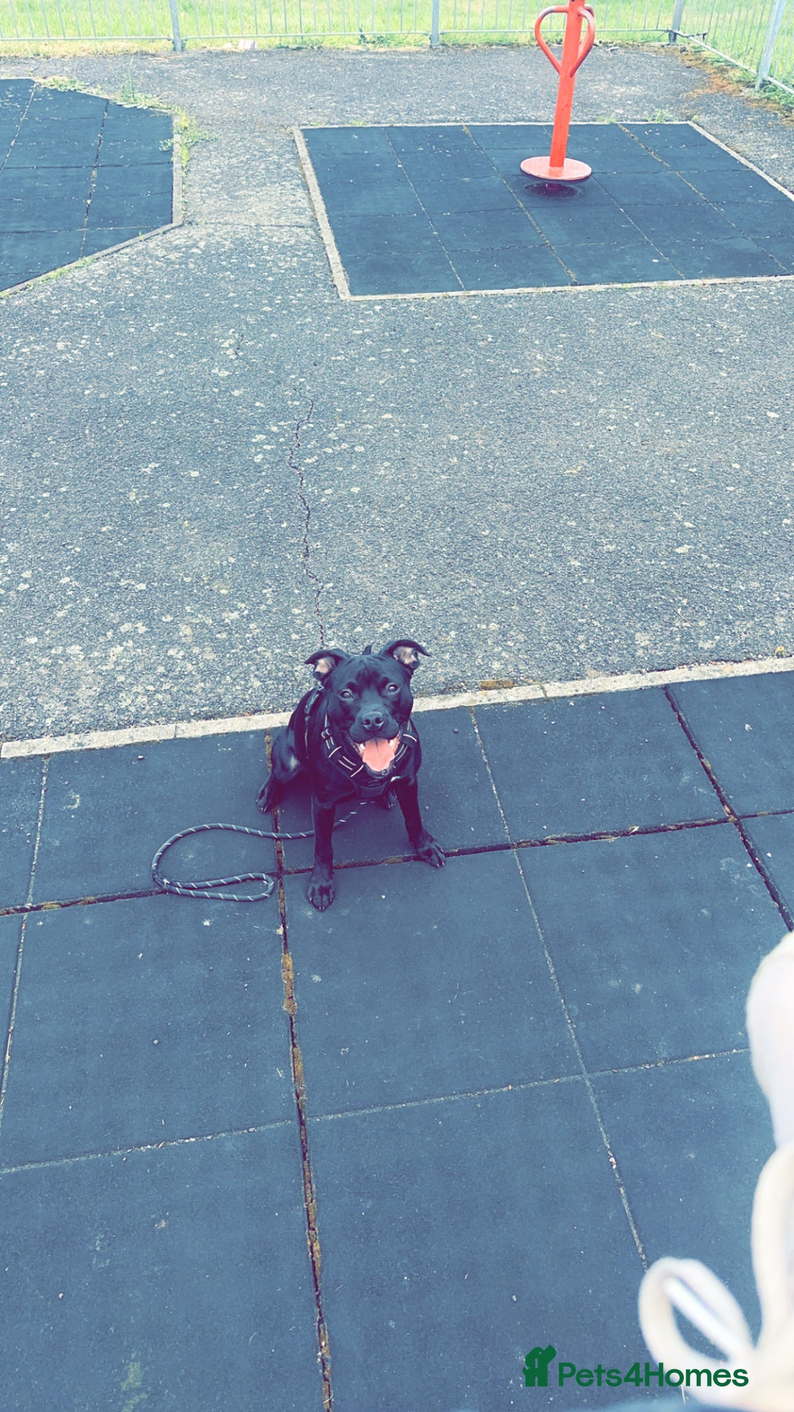 Mixed Breed dogs for sale: Rocky  in Mansfield - Advert 5