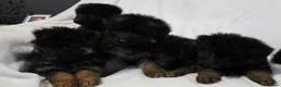 German Shepherd dogs for sale: Gorgeous German Shepherd Puppies For Sale - Advert 11