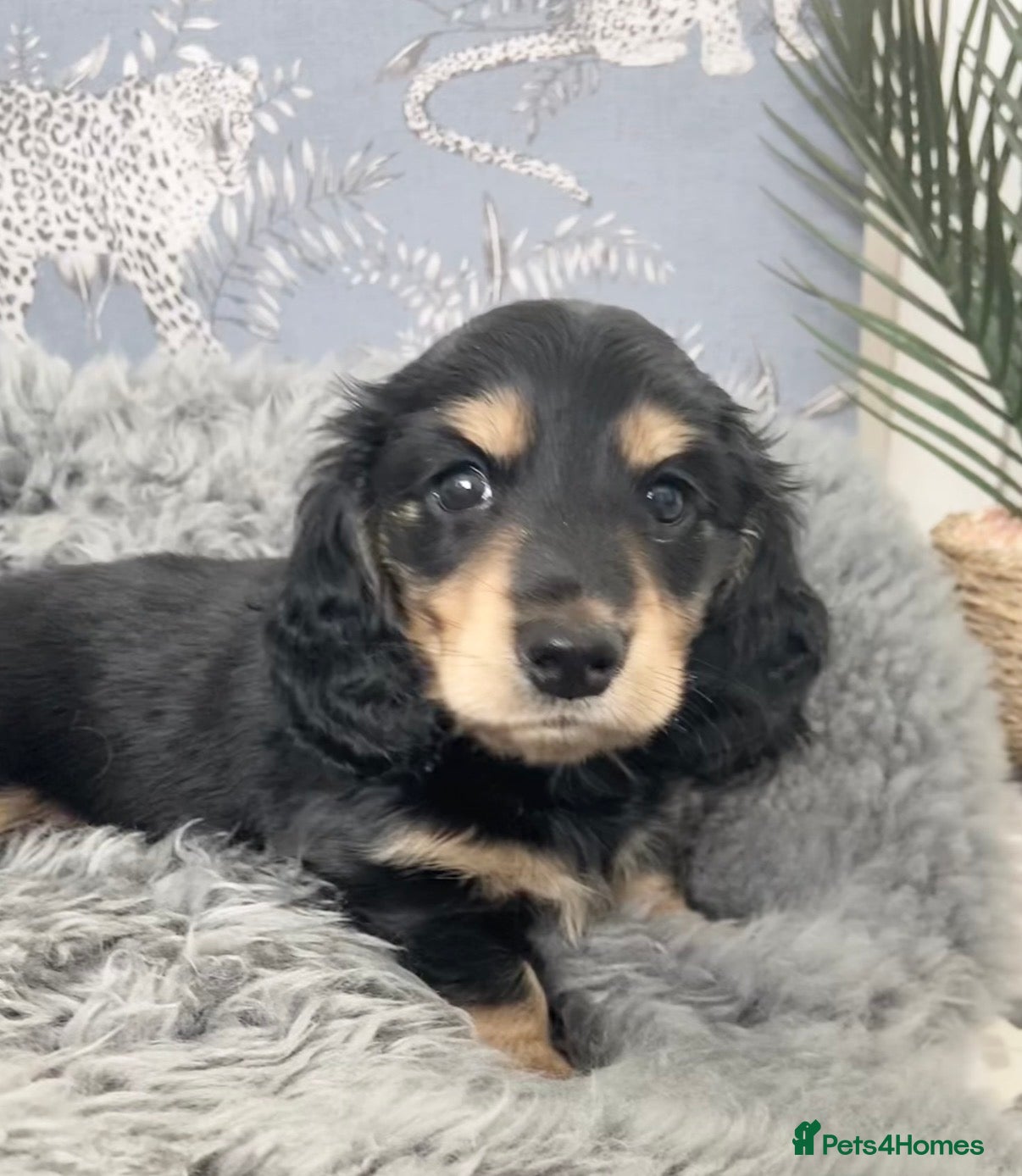 Dachshund dogs KC Reg, Health Tested Mini Long Haired Dachshunds  - Advert 1