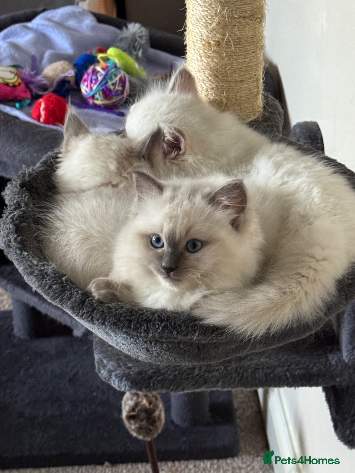 Ragdoll cats 🐾 2 x Boys, TICA registered Ragdoll Kittens 🐾 - Advert 1