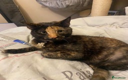 Domestic Shorthair cats for sale: Female cat looking for forever home - Image 2