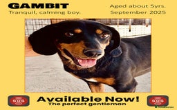 Mixed Breed dogs for adoption: Gambit, 5 yrs approx. Available for adoption. - Image 1