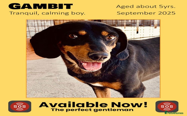 Mixed Breed dogs - Advert 3
