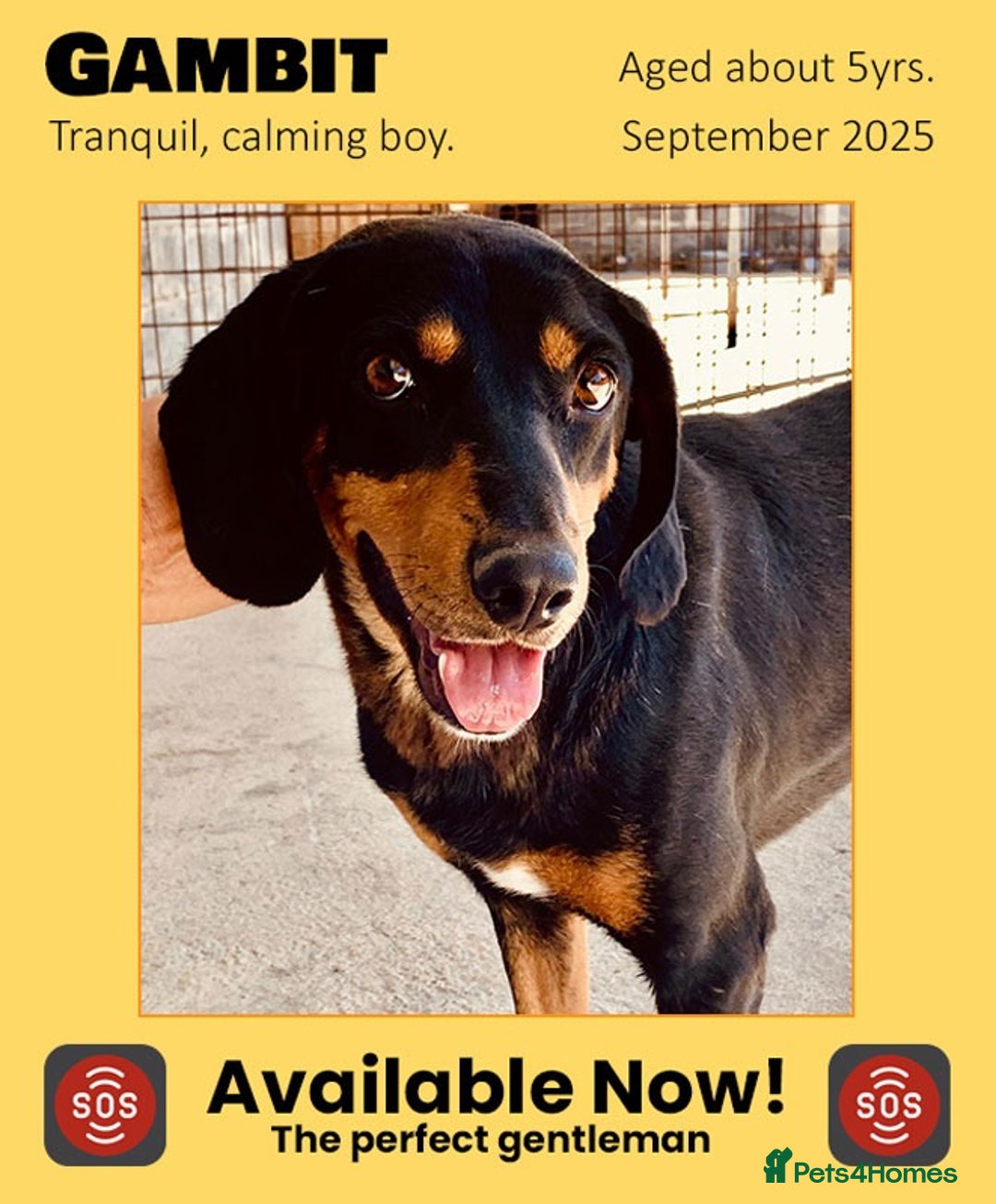 Mixed Breed dogs for adoption: Gambit, 5 yrs approx. Available for adoption. - Image 1