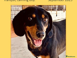 Mixed Breed dogs - Advert 16