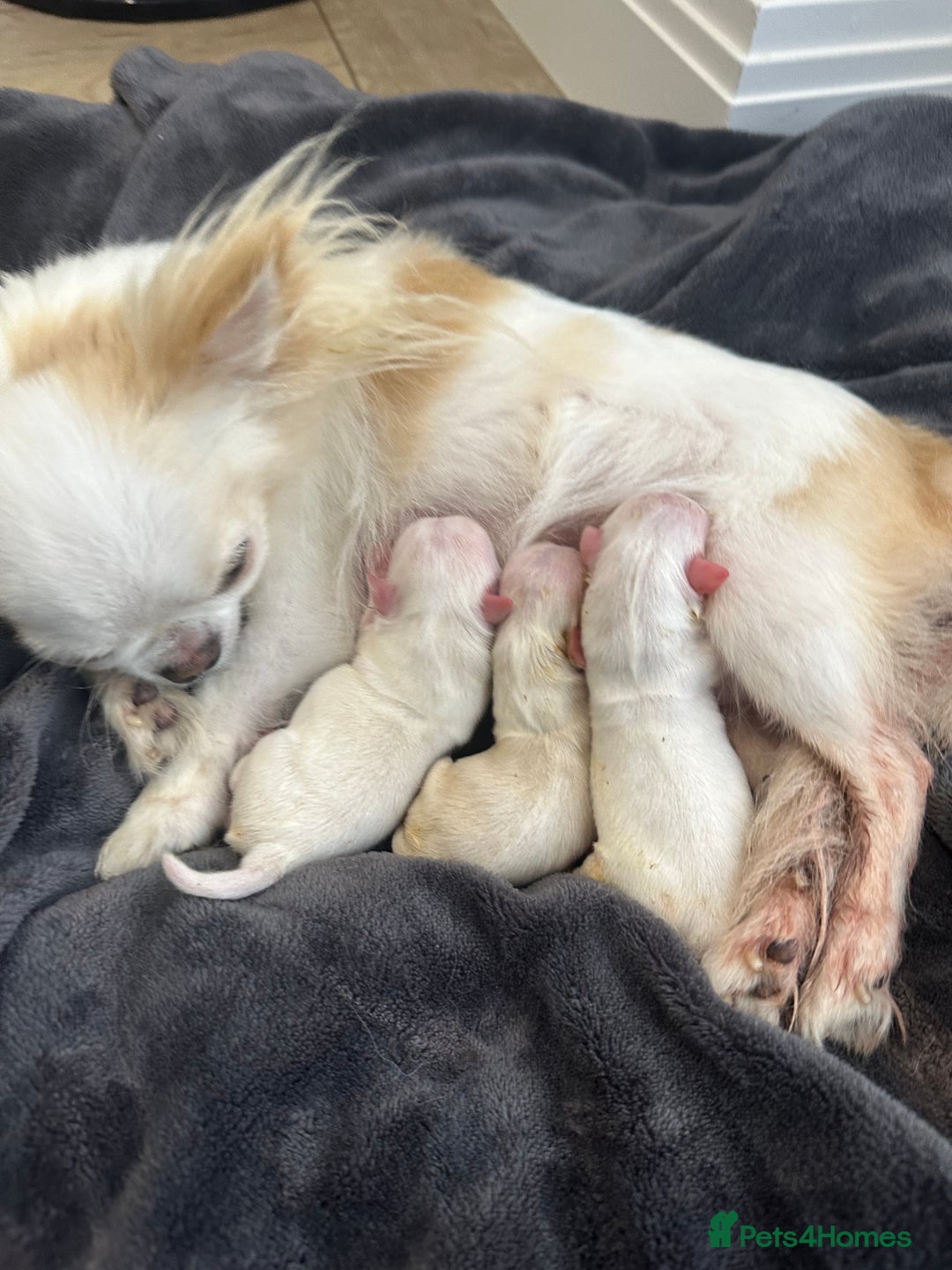 Chihuahua dogs for sale: KC Reg Champion Russian lines LONG COAT puppies - Image 21