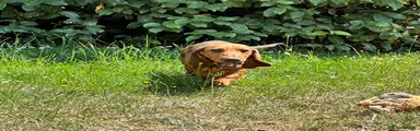 Dachshund Puppy 2