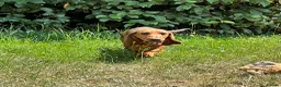 Dachshund dogs for sale: Wire haired & smooth recessives dachshunds - Advert 11