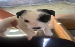 Mixed Breed dogs for sale: Gorgeous ParsonsXJack Russel puppies  - Image 3